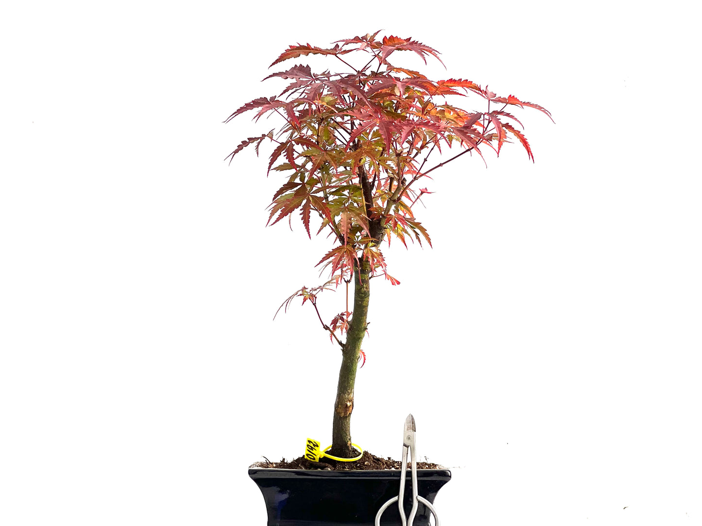 Acer Palmatum Atropurpureum 0192