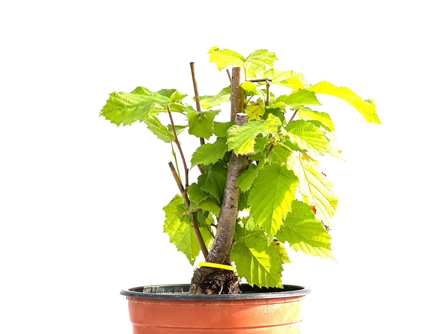 Corylus 2632
