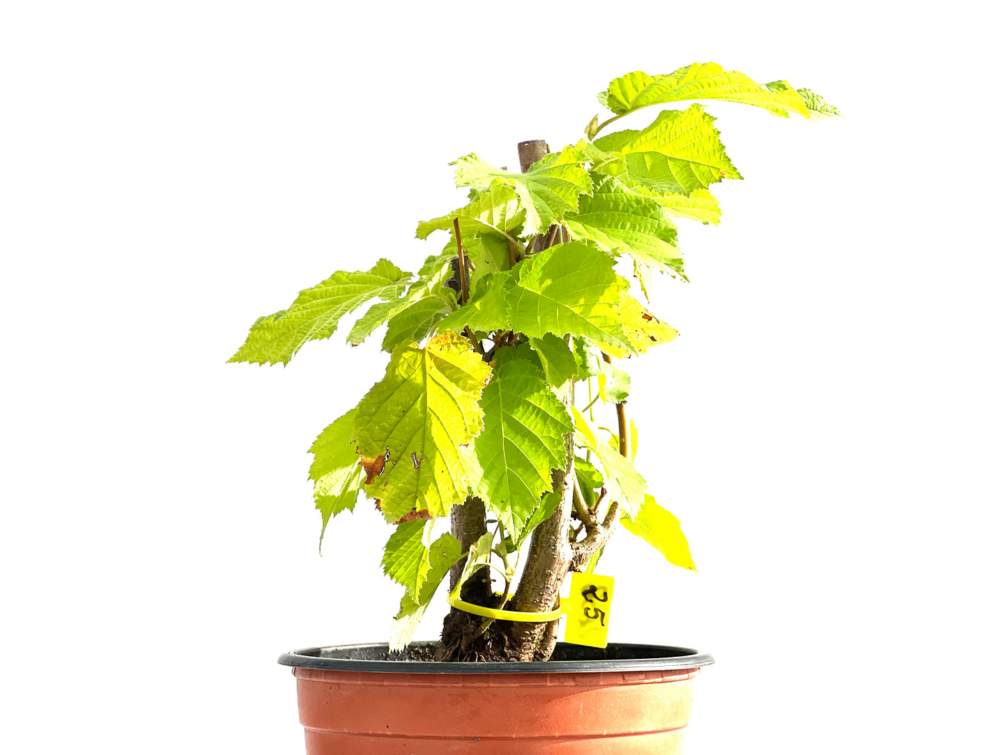 Corylus 2632