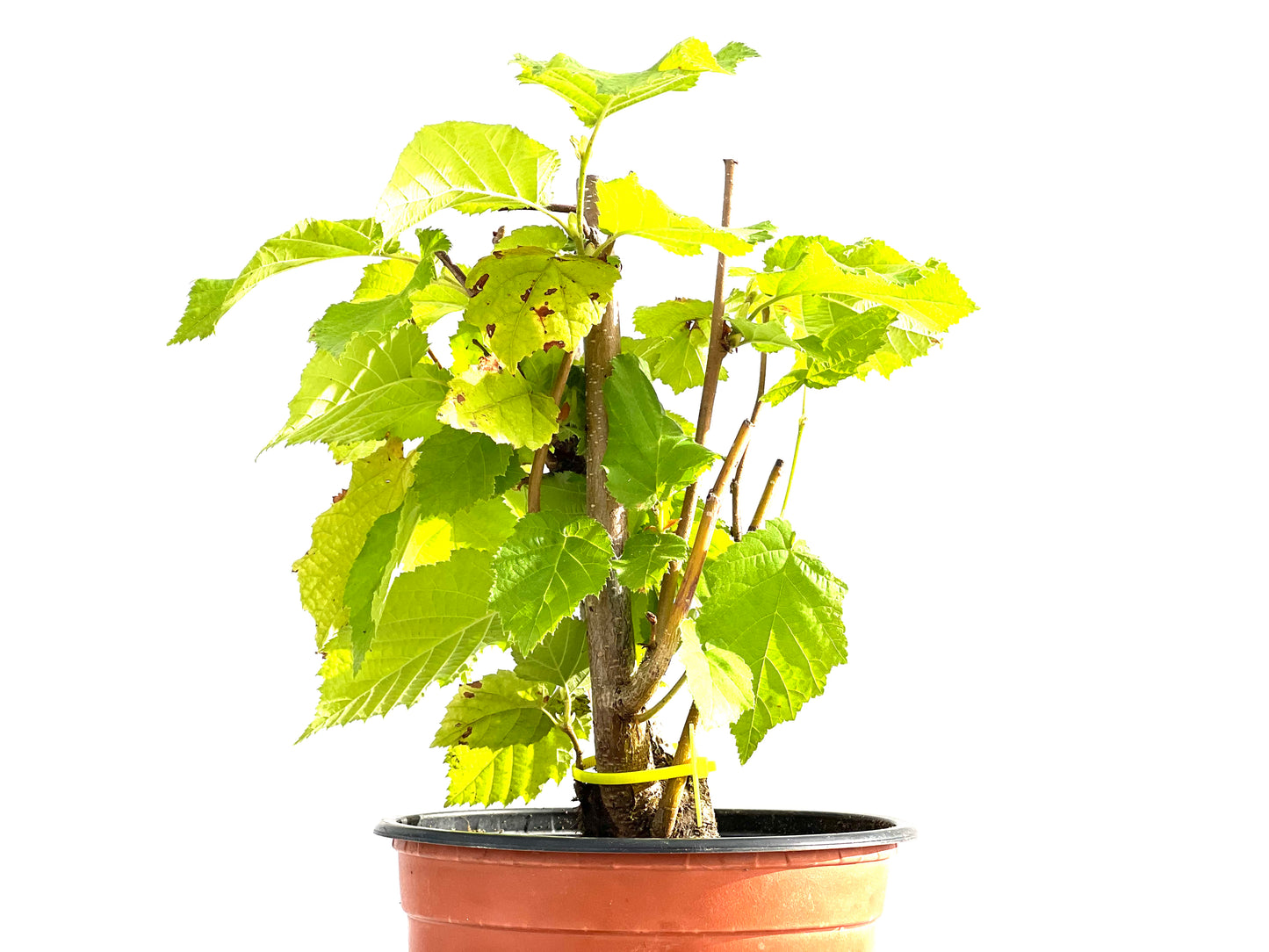 Corylus 2632