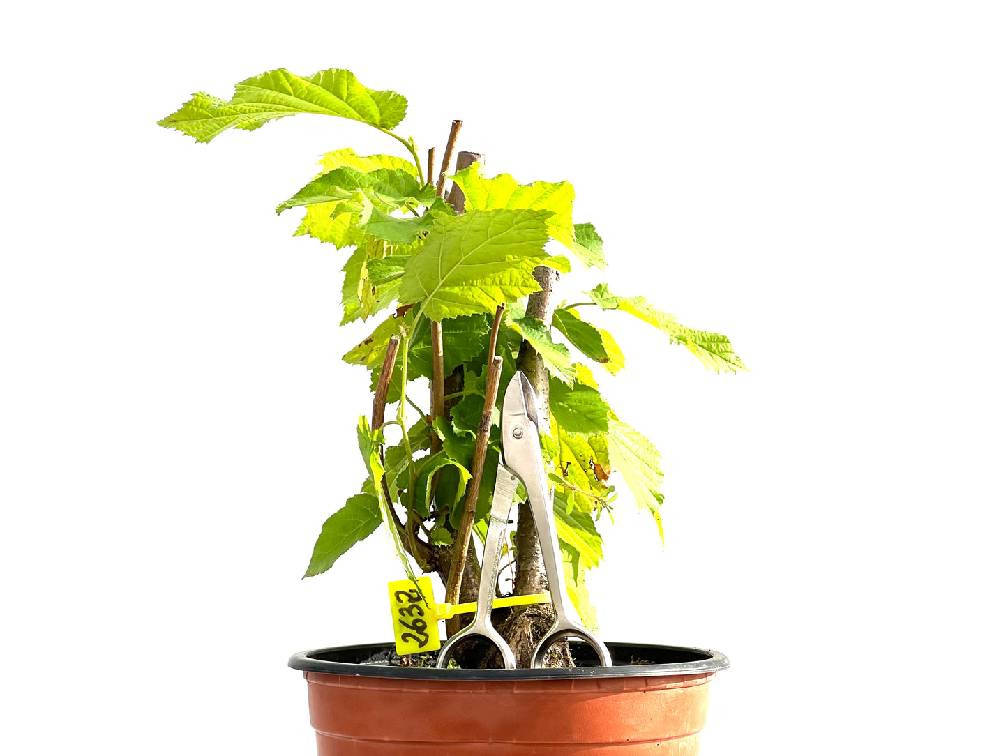 Corylus 2632