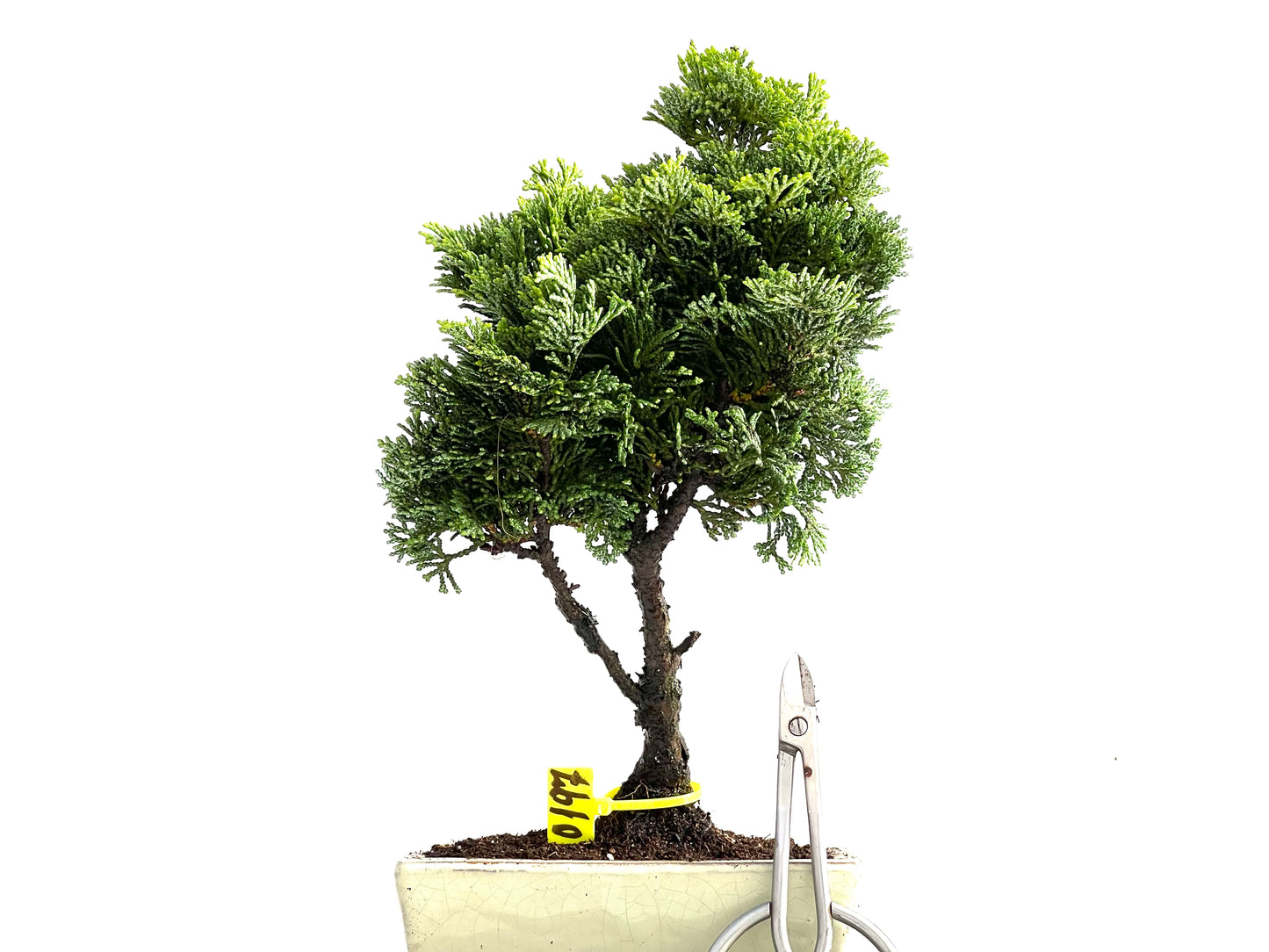 Chamaecyparis Obtusa Nana 0197