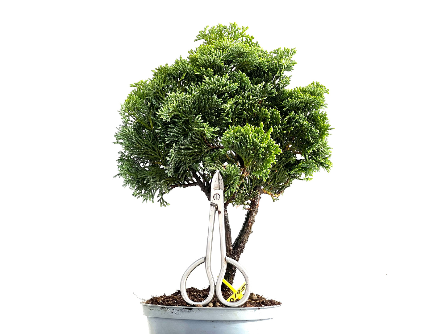 Chamaecyparis Obtusa Nana 0195
