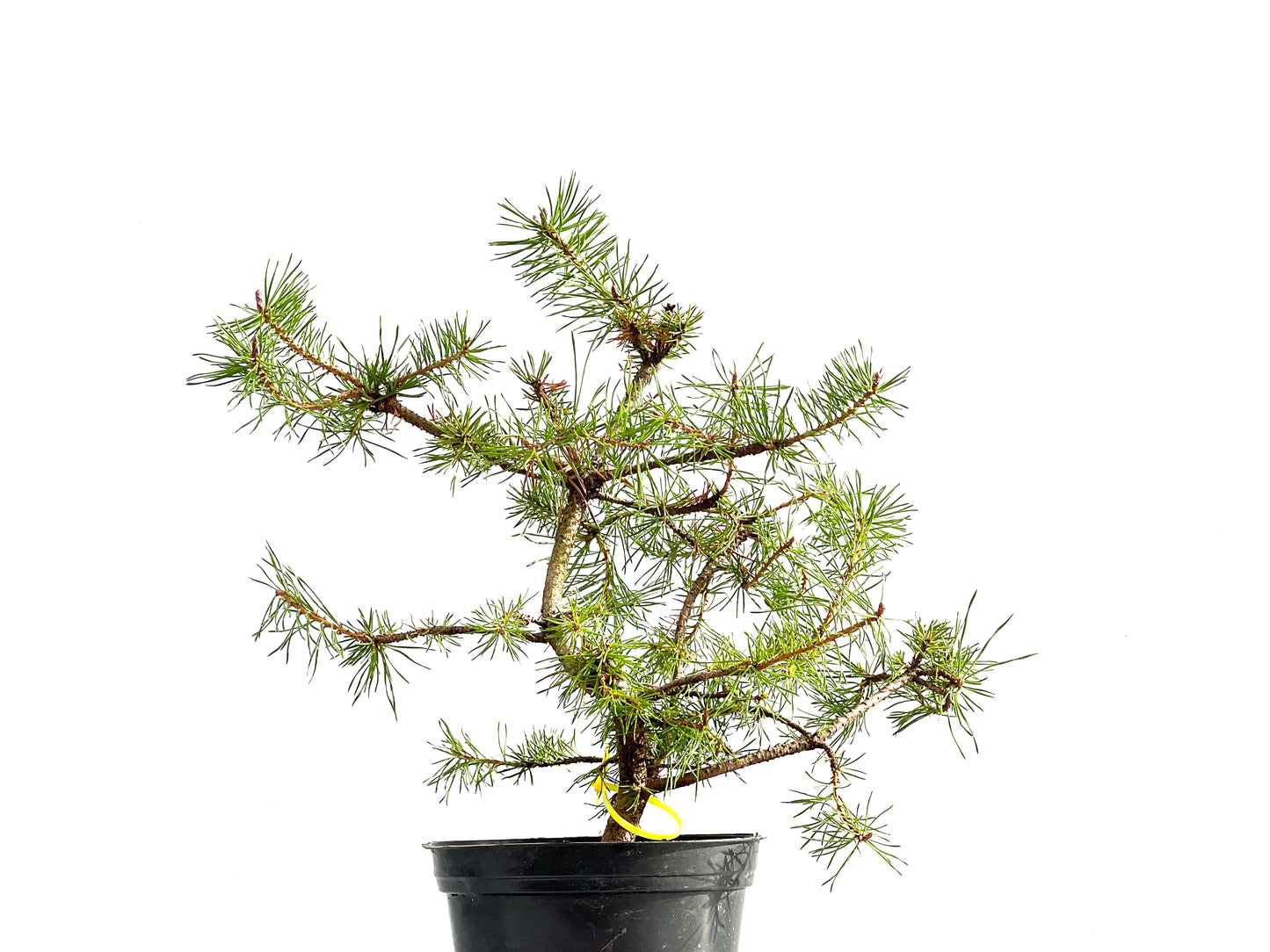 Pinus Sylvestris 2642