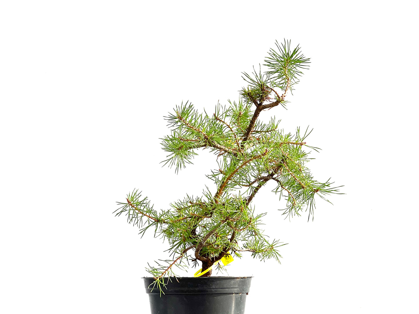 Pinus Sylvestris 2642