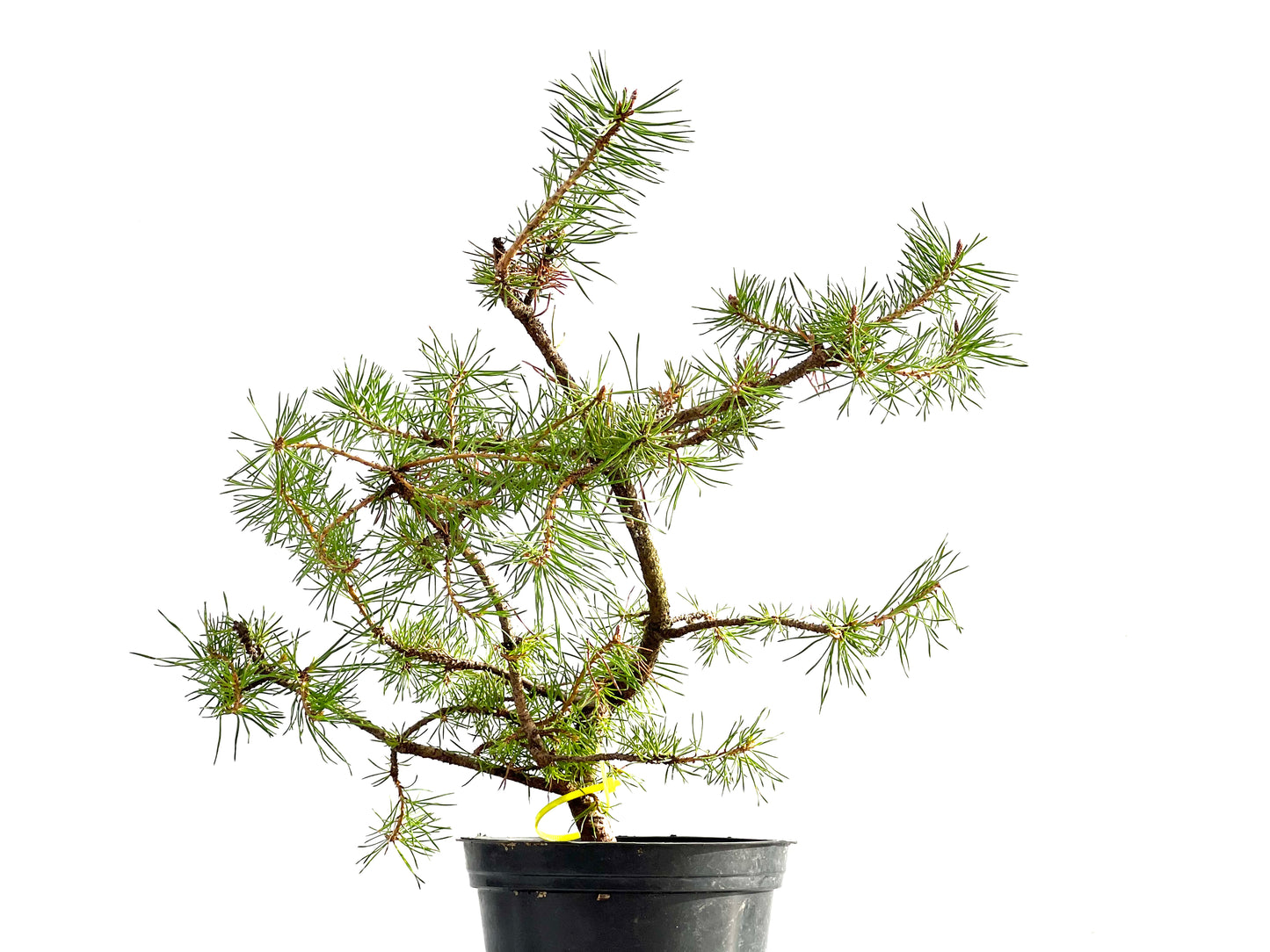 Pinus Sylvestris 2642