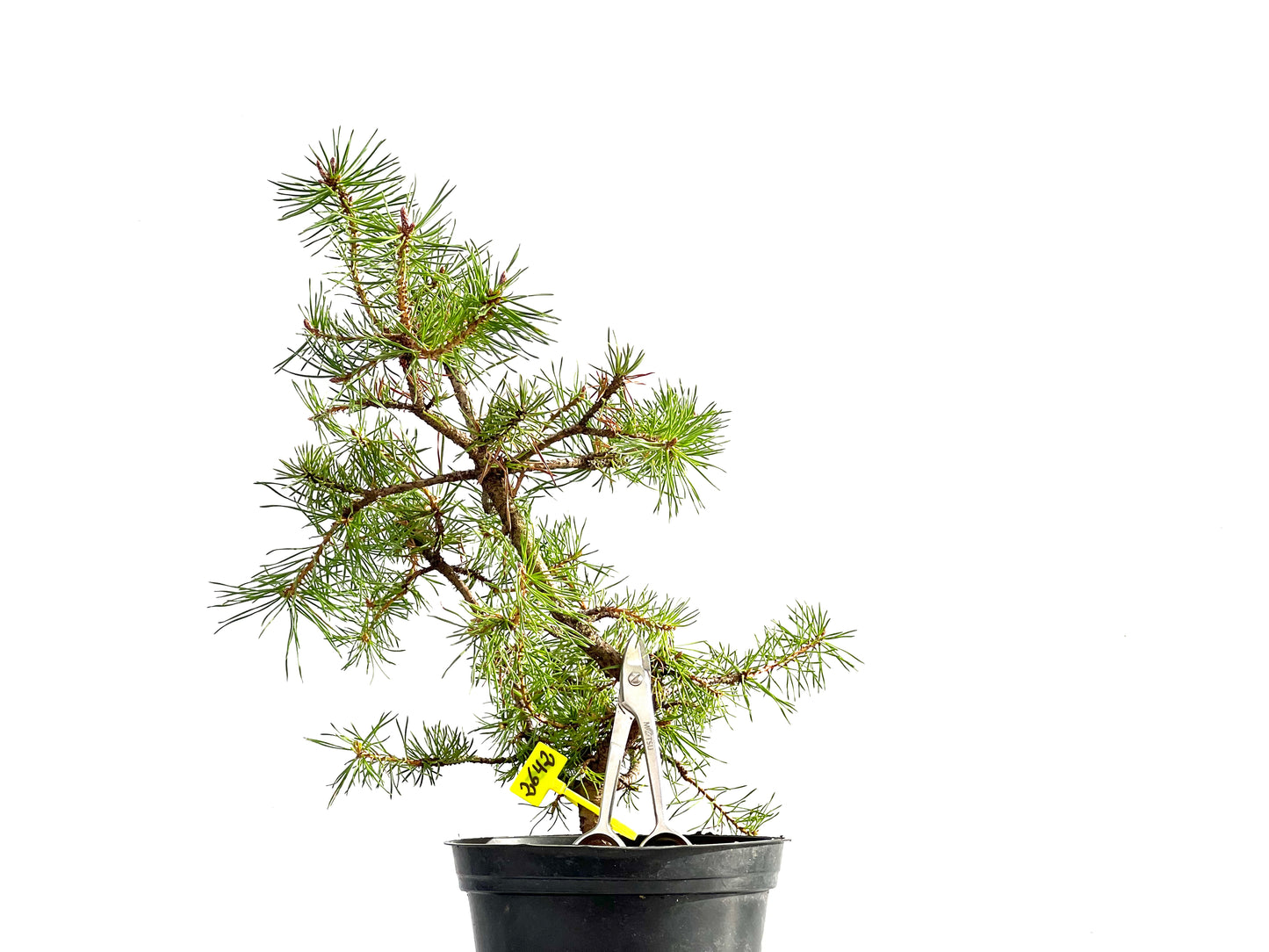 Pinus Sylvestris 2642
