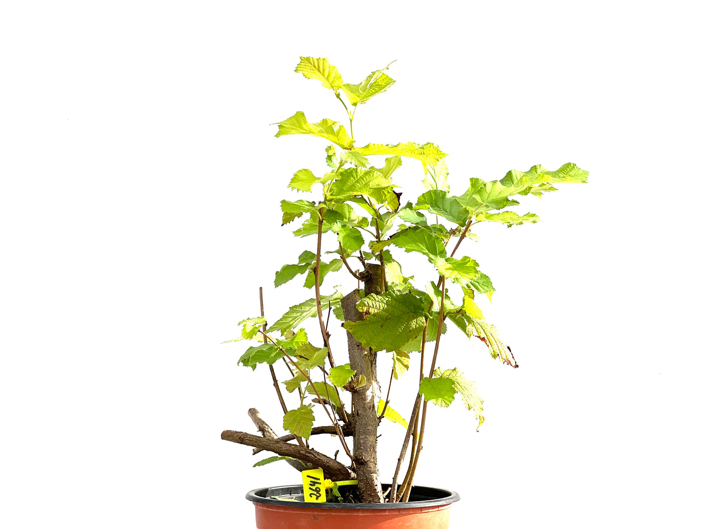 Corylus 2641
