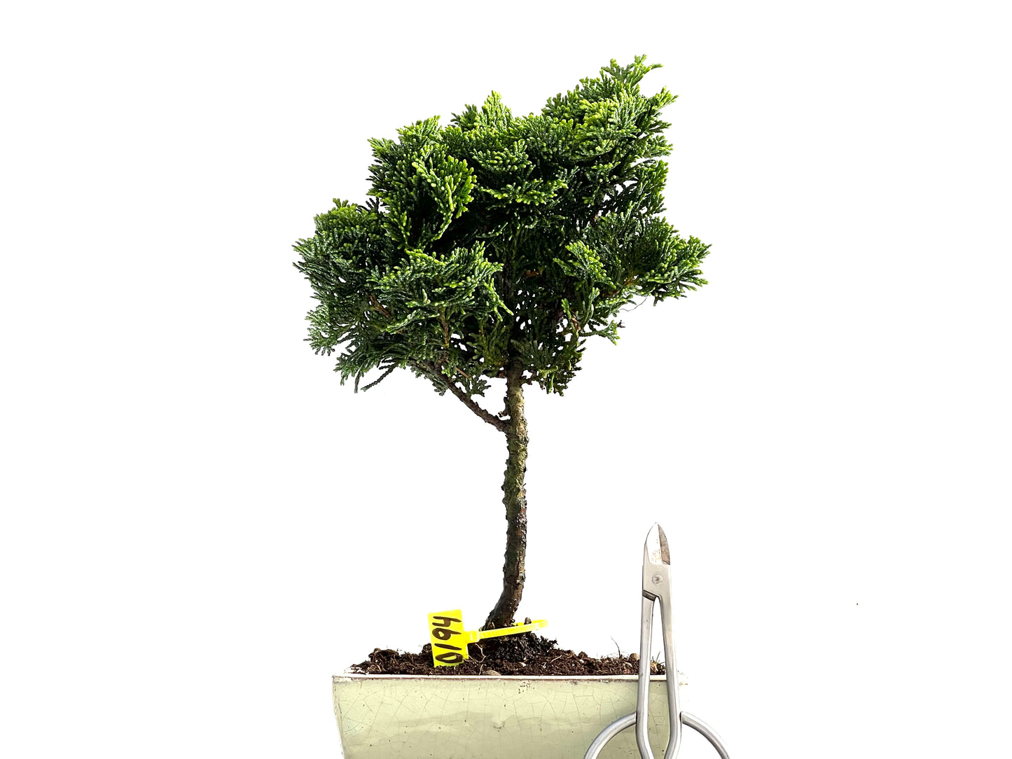 Chamaecyparis Obtusa Nana 0194
