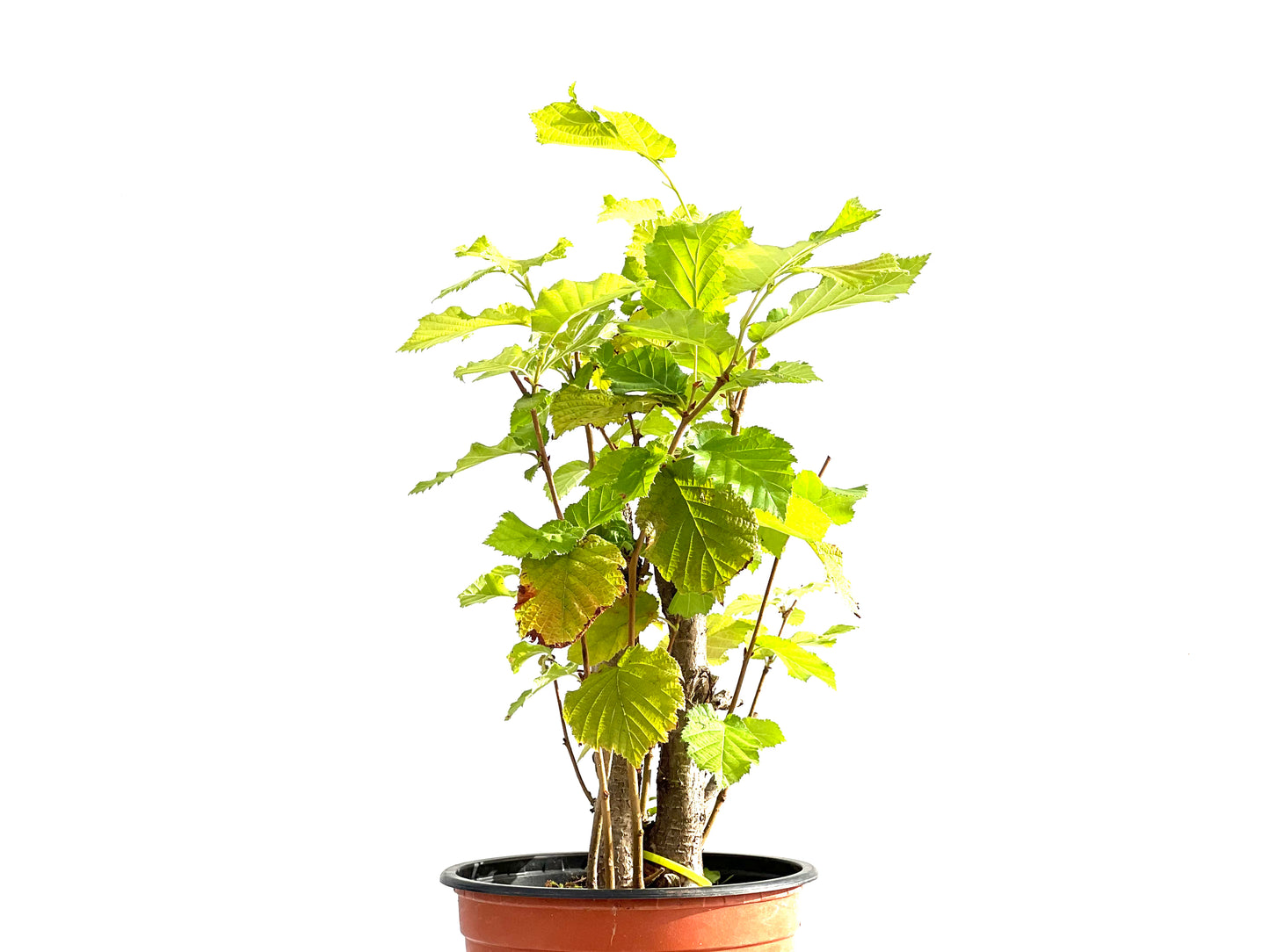 Corylus 2641