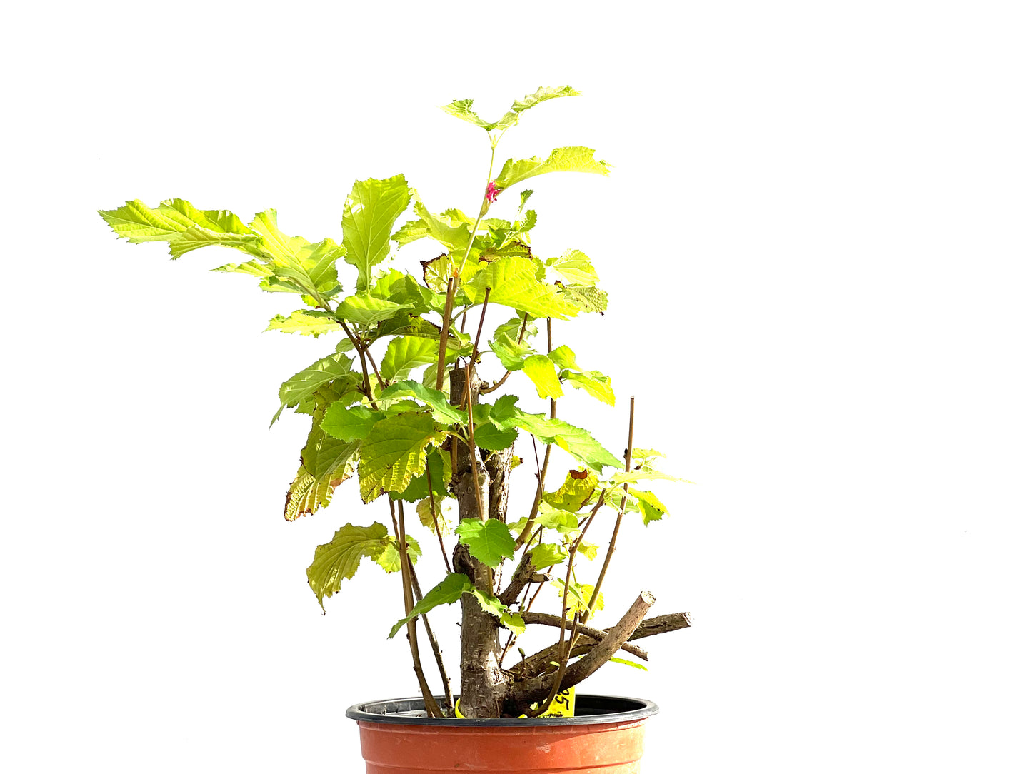 Corylus 2641