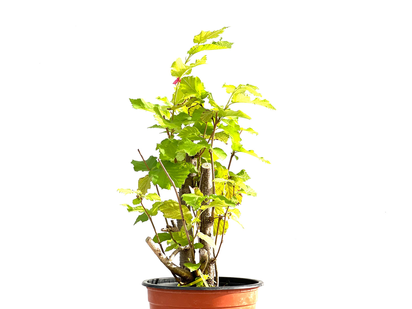 Corylus 2641