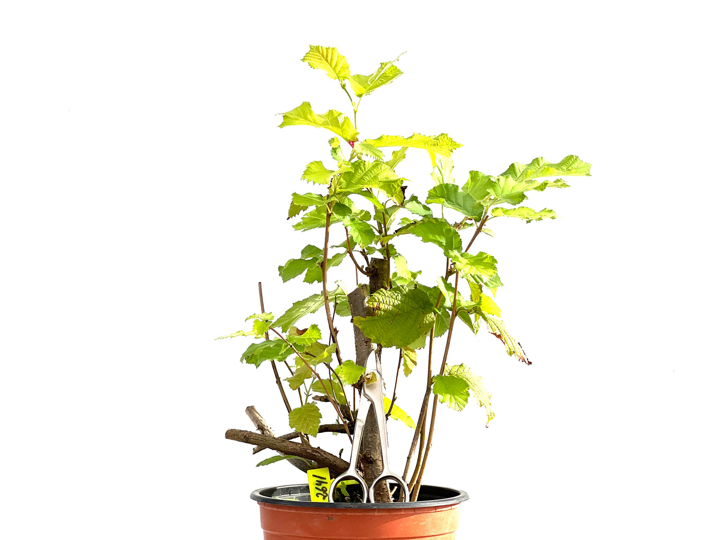 Corylus 2641