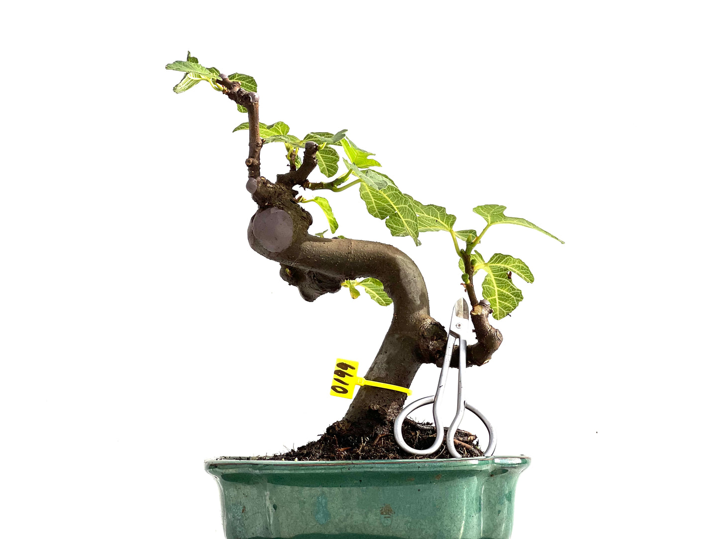 Ficus Carica 0199