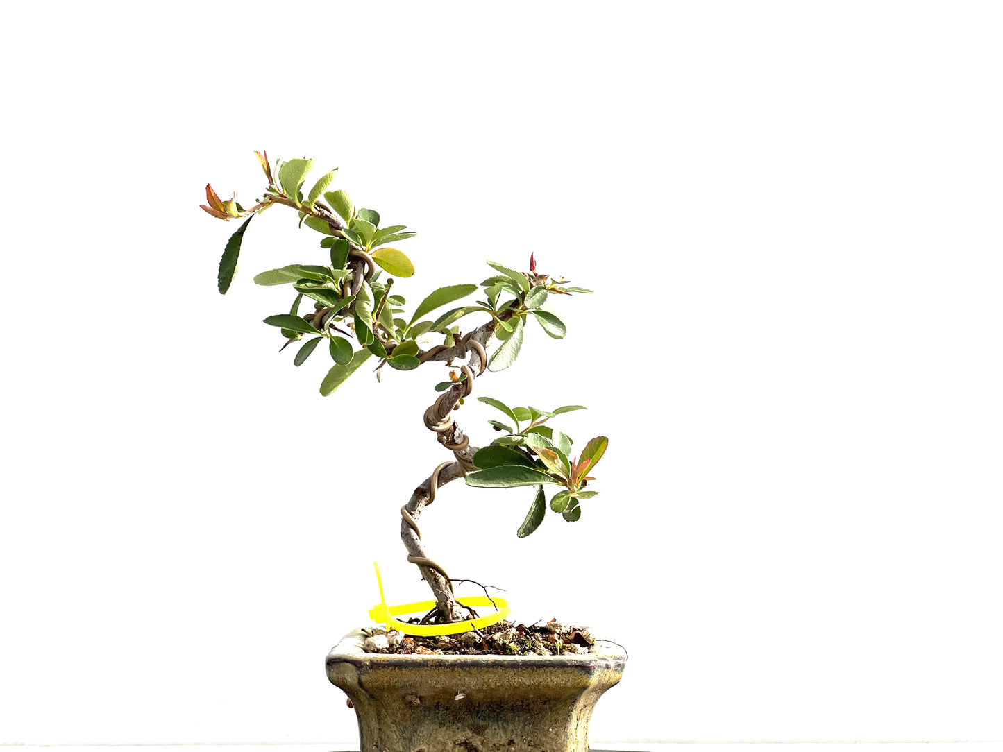 Pyracantha 2636