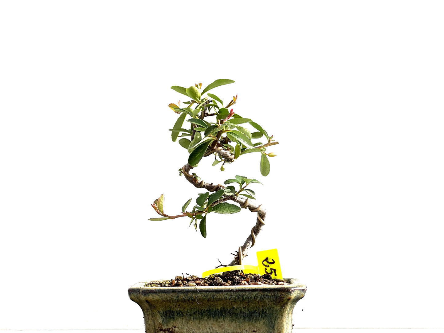 Pyracantha 2636
