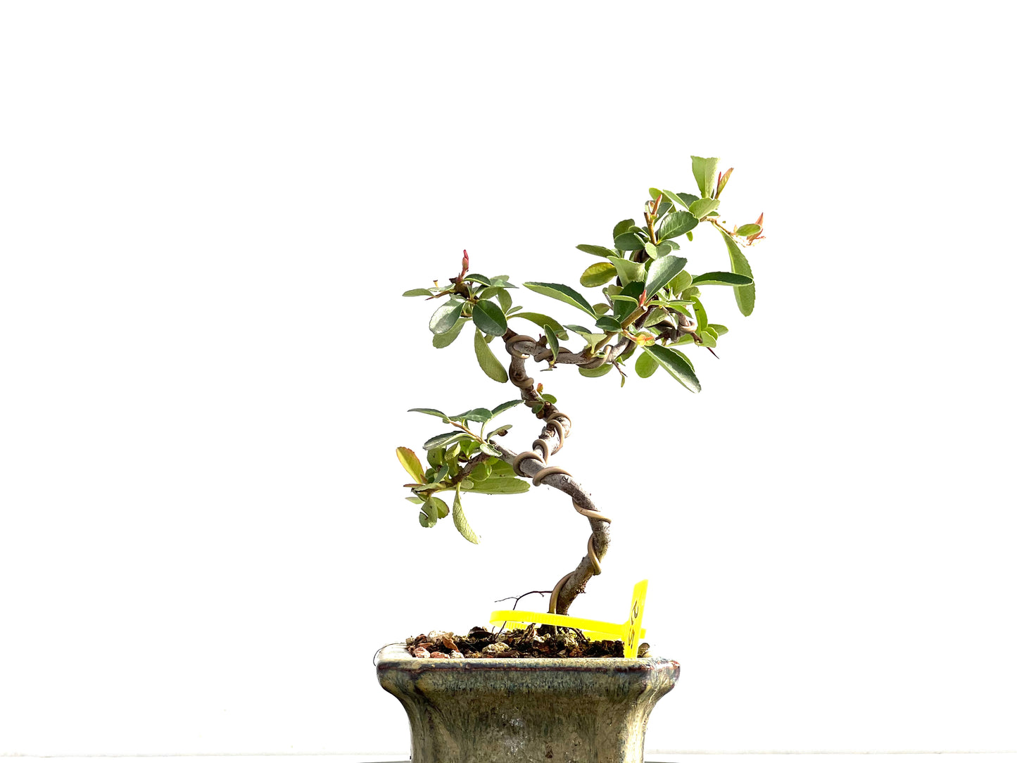 Pyracantha 2636