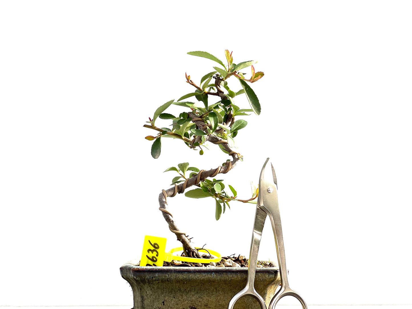 Pyracantha 2636