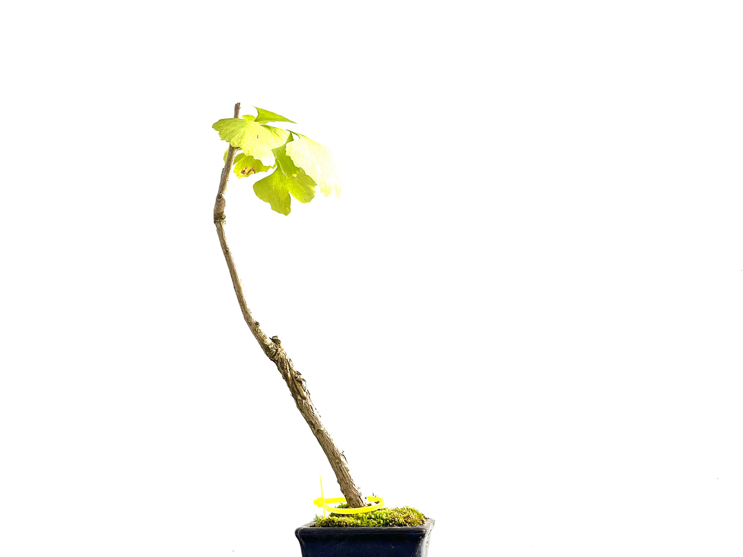 Ginkgo Biloba 2634