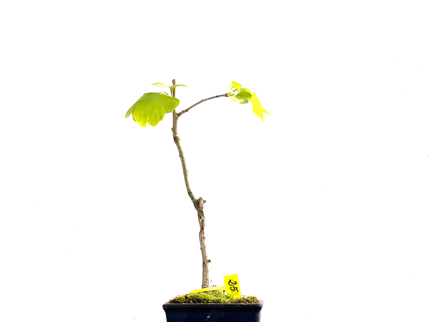 Ginkgo Biloba 2634