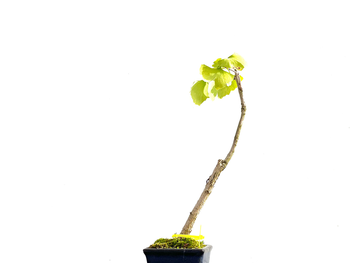 Ginkgo Biloba 2634