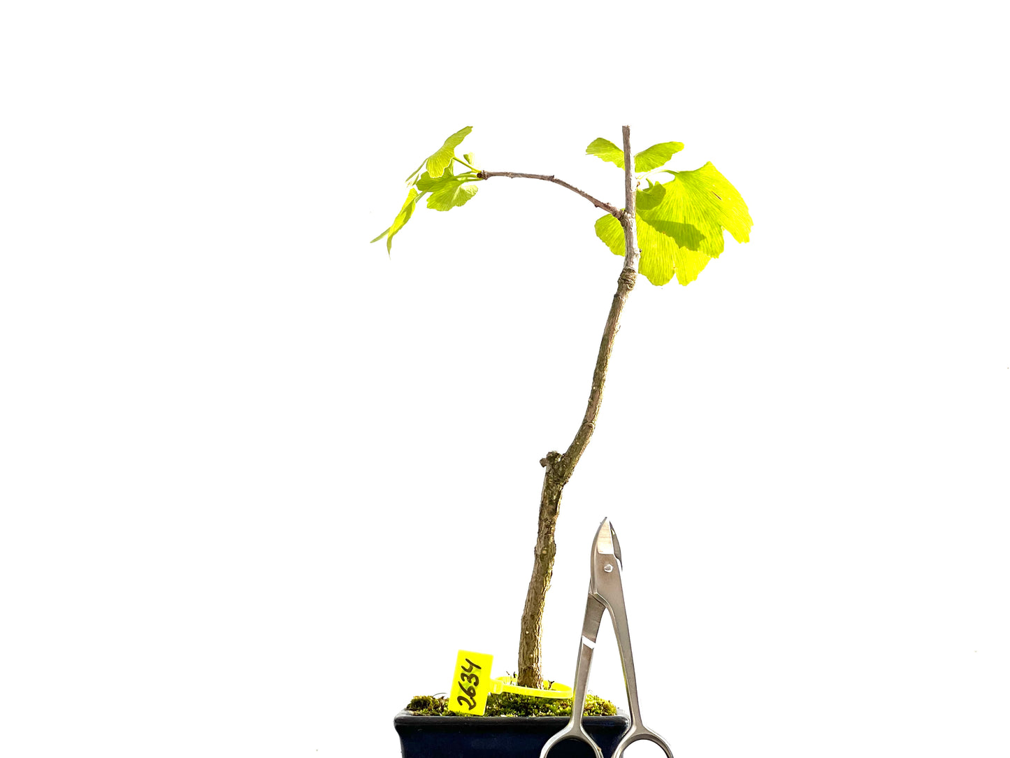 Ginkgo Biloba 2634