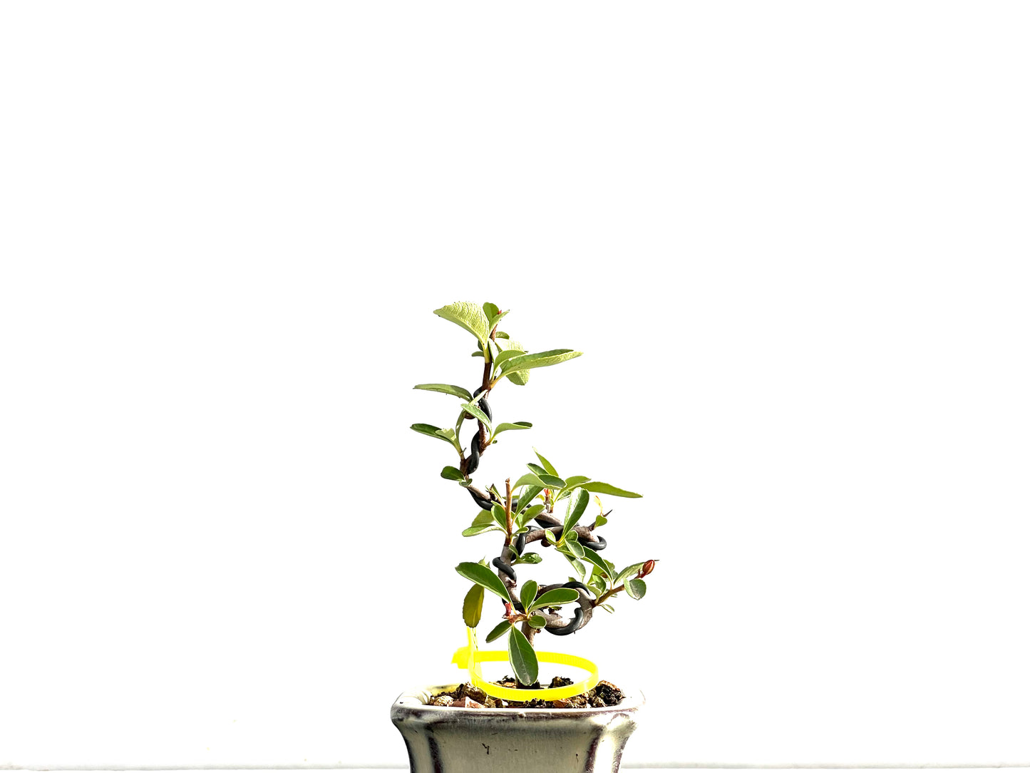 Pyracantha 2638