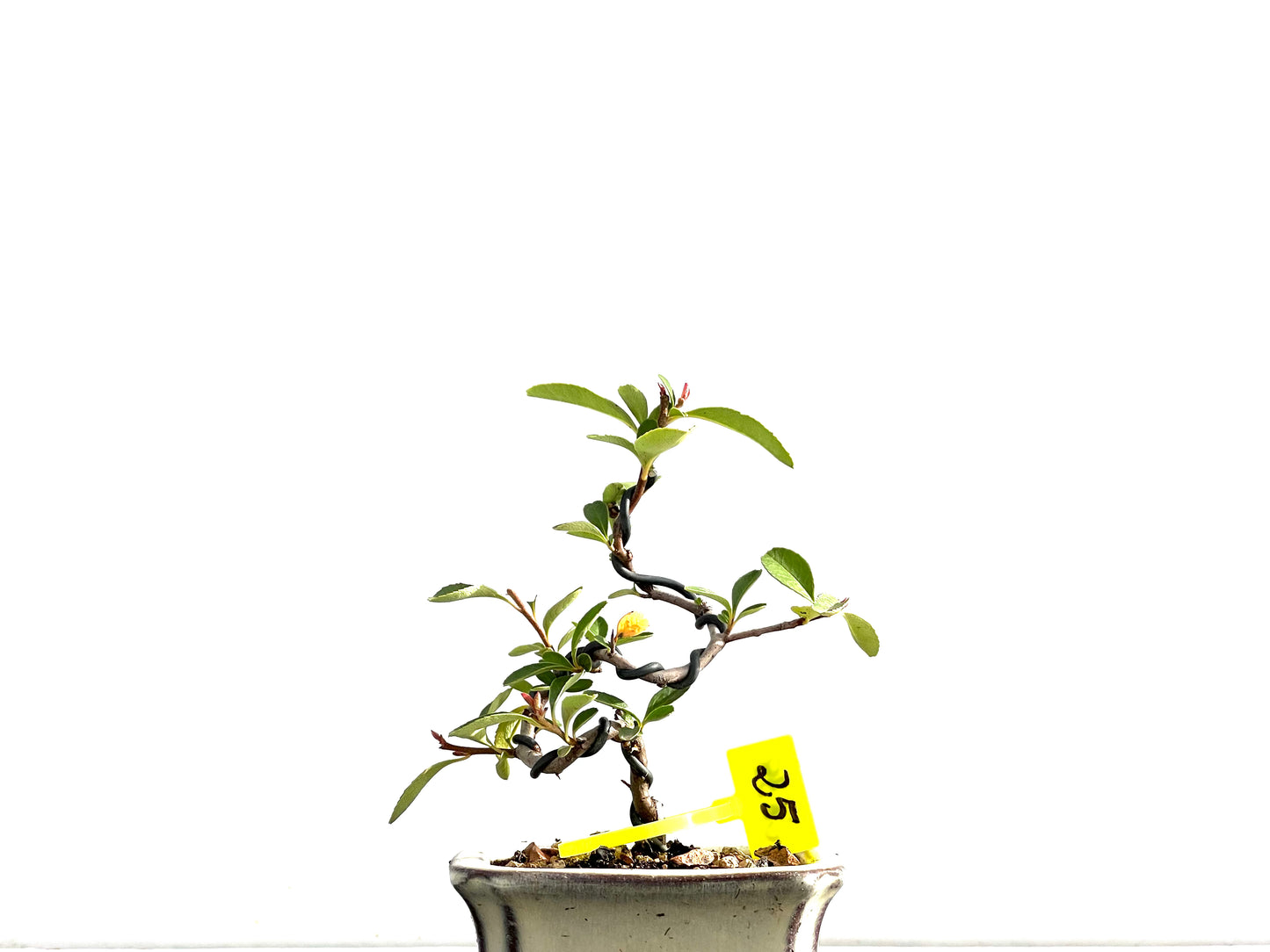 Pyracantha 2638