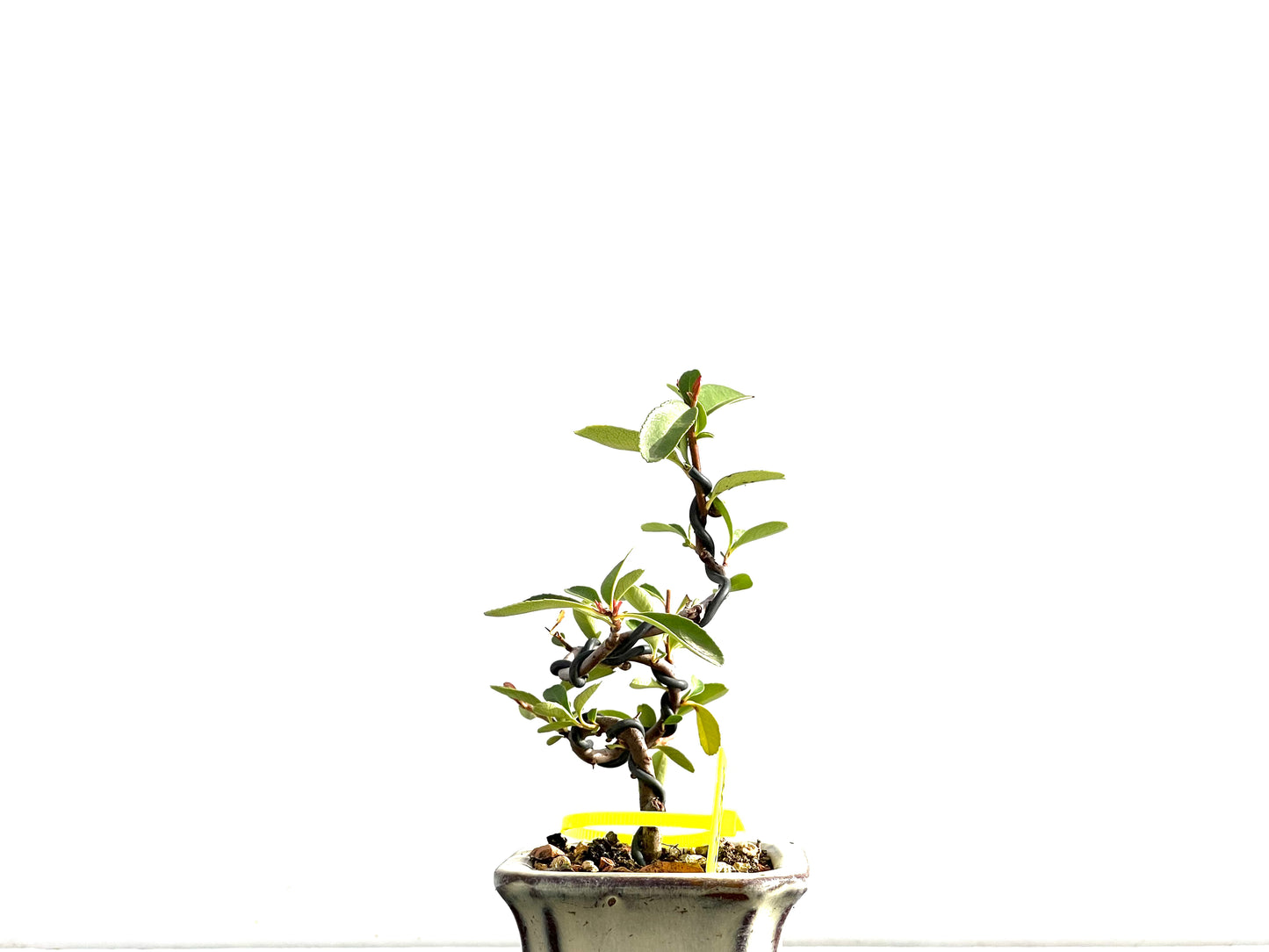 Pyracantha 2638