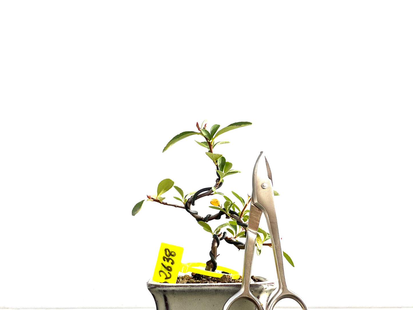 Pyracantha 2638