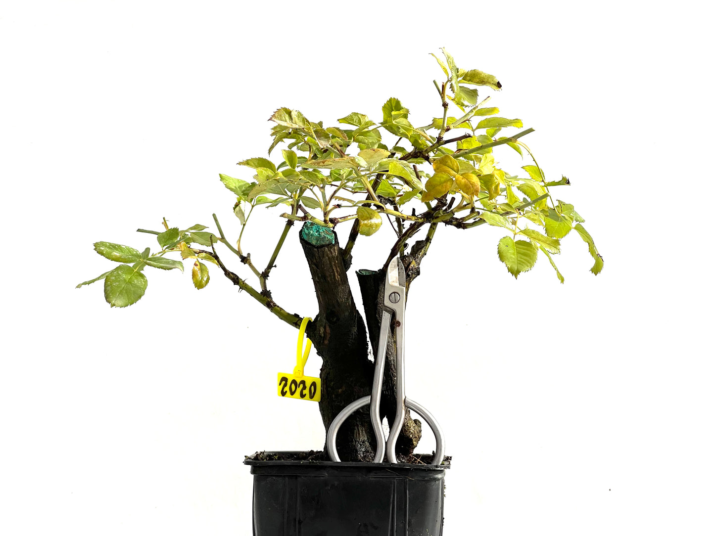 Rosa Canina 0202