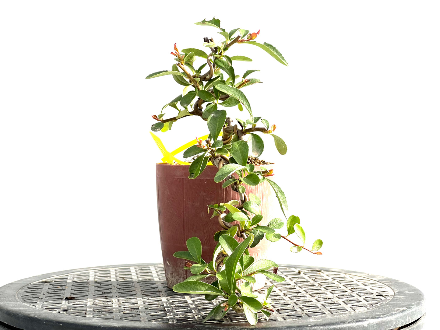 Pyracantha 2637
