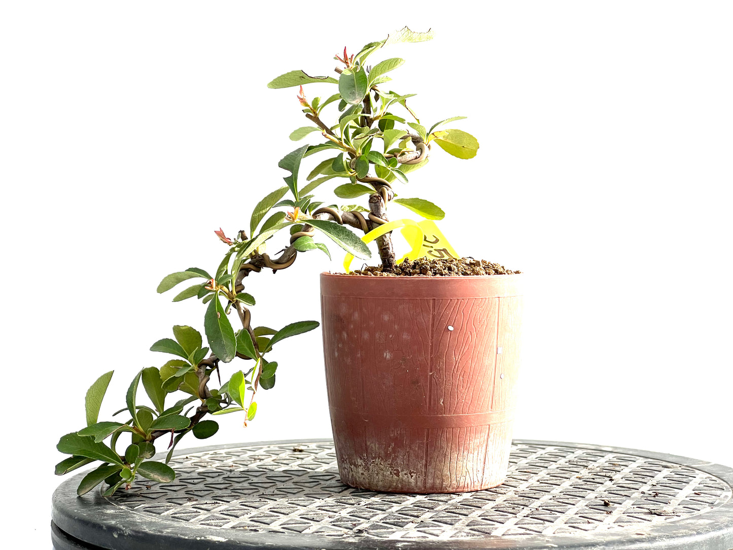 Pyracantha 2637