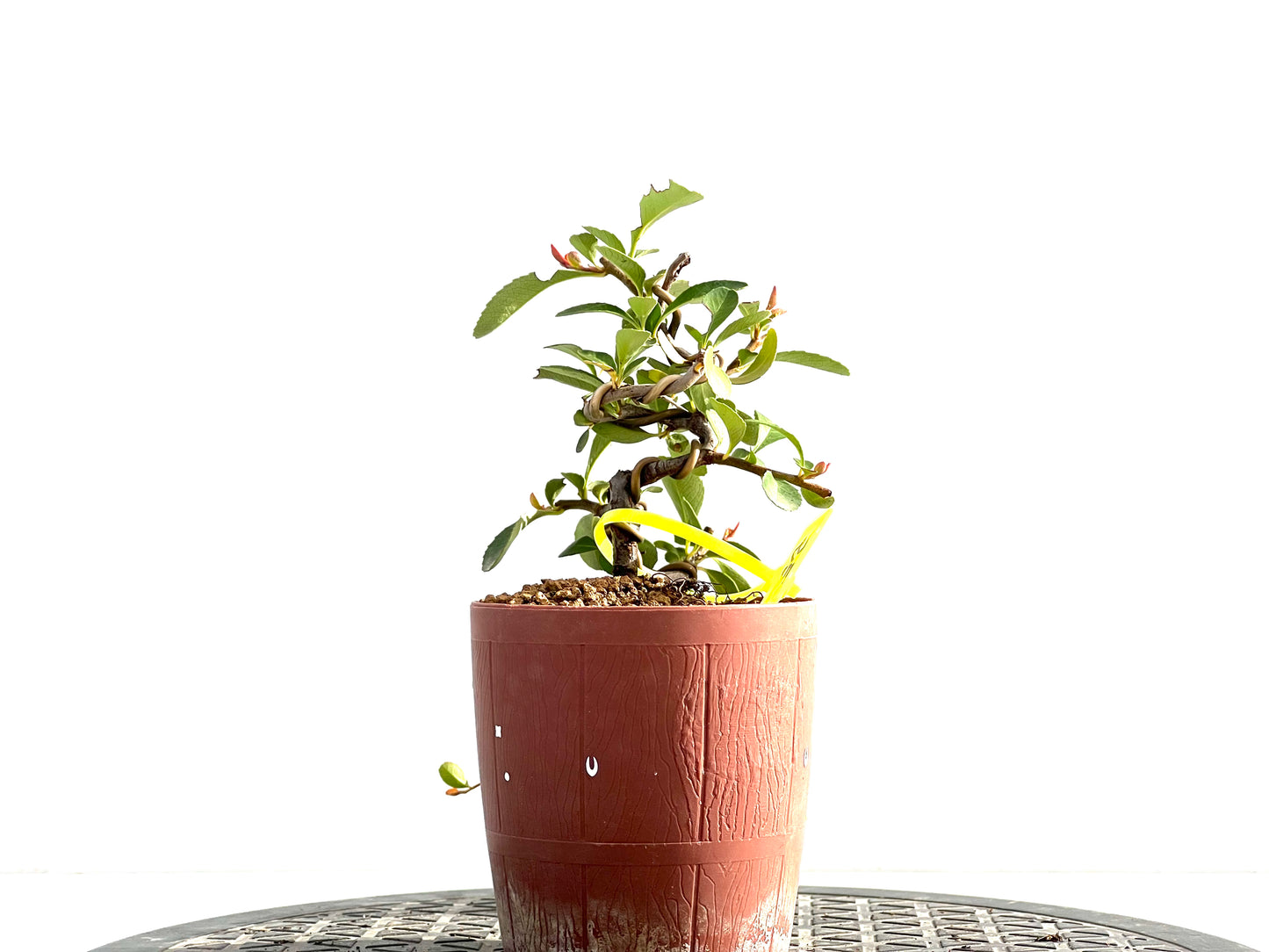 Pyracantha 2637