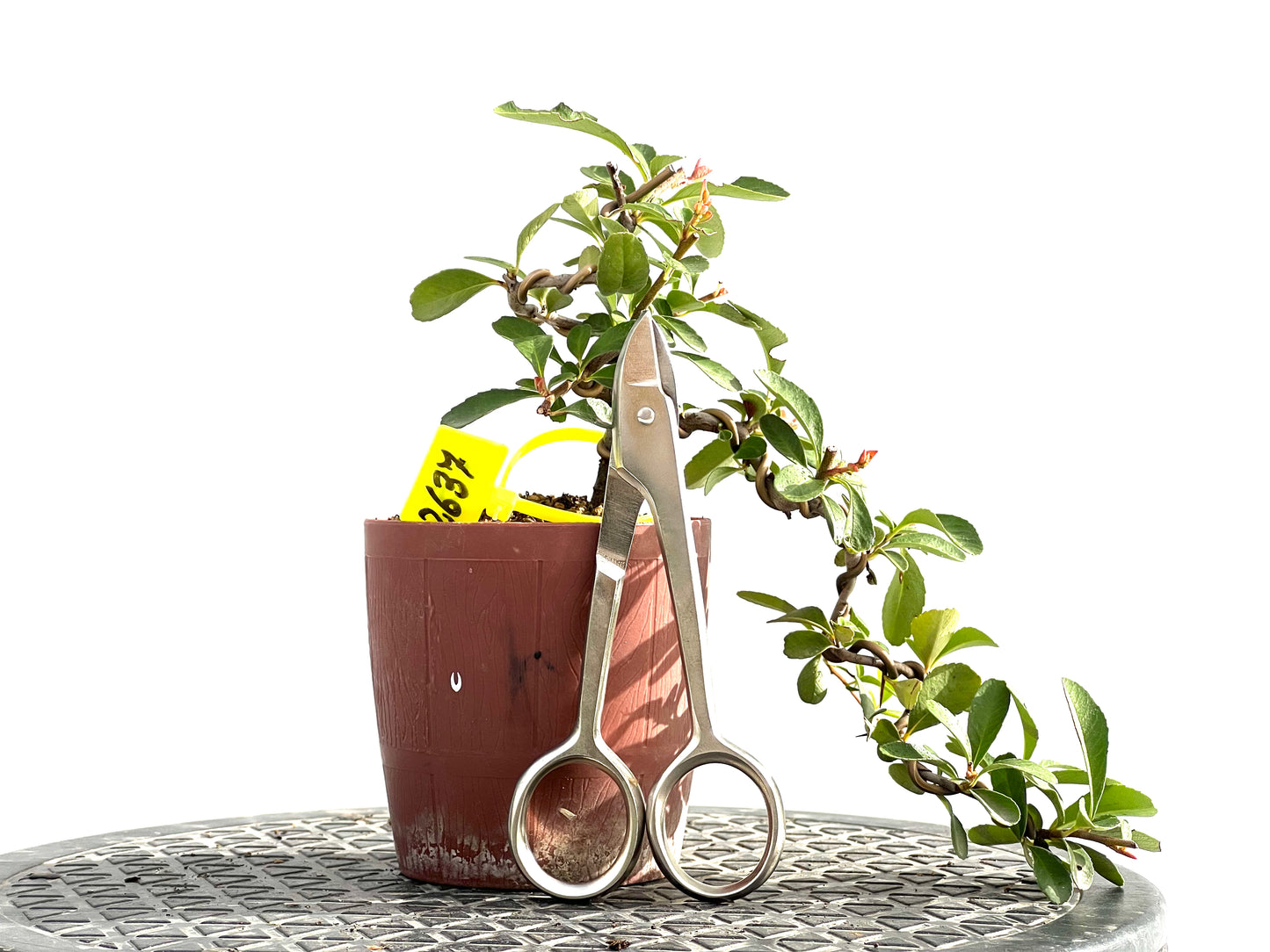 Pyracantha 2637