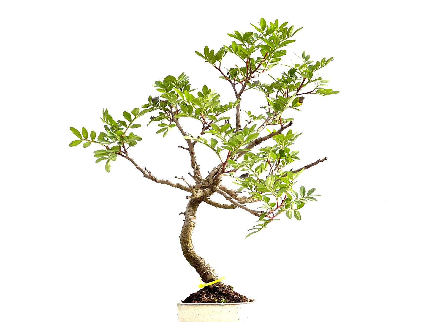 Pistacia Lentiscus 2571