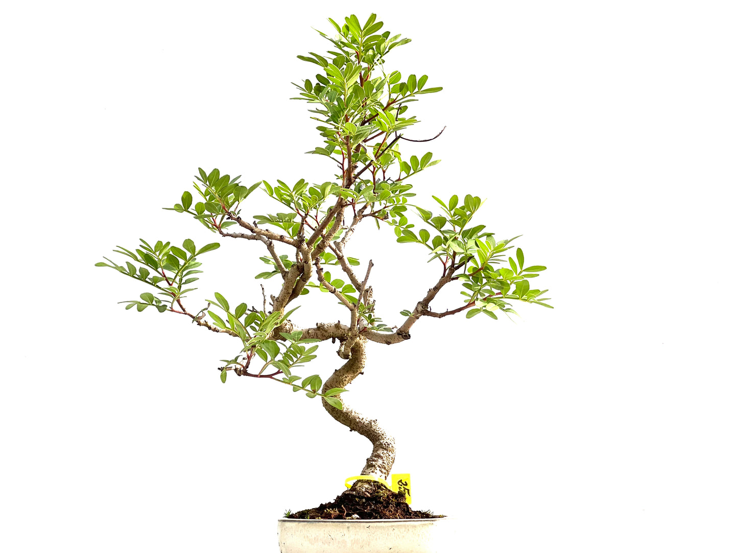 Pistacia Lentiscus 2571