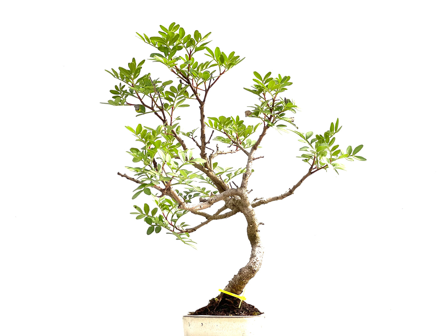 Pistacia Lentiscus 2571