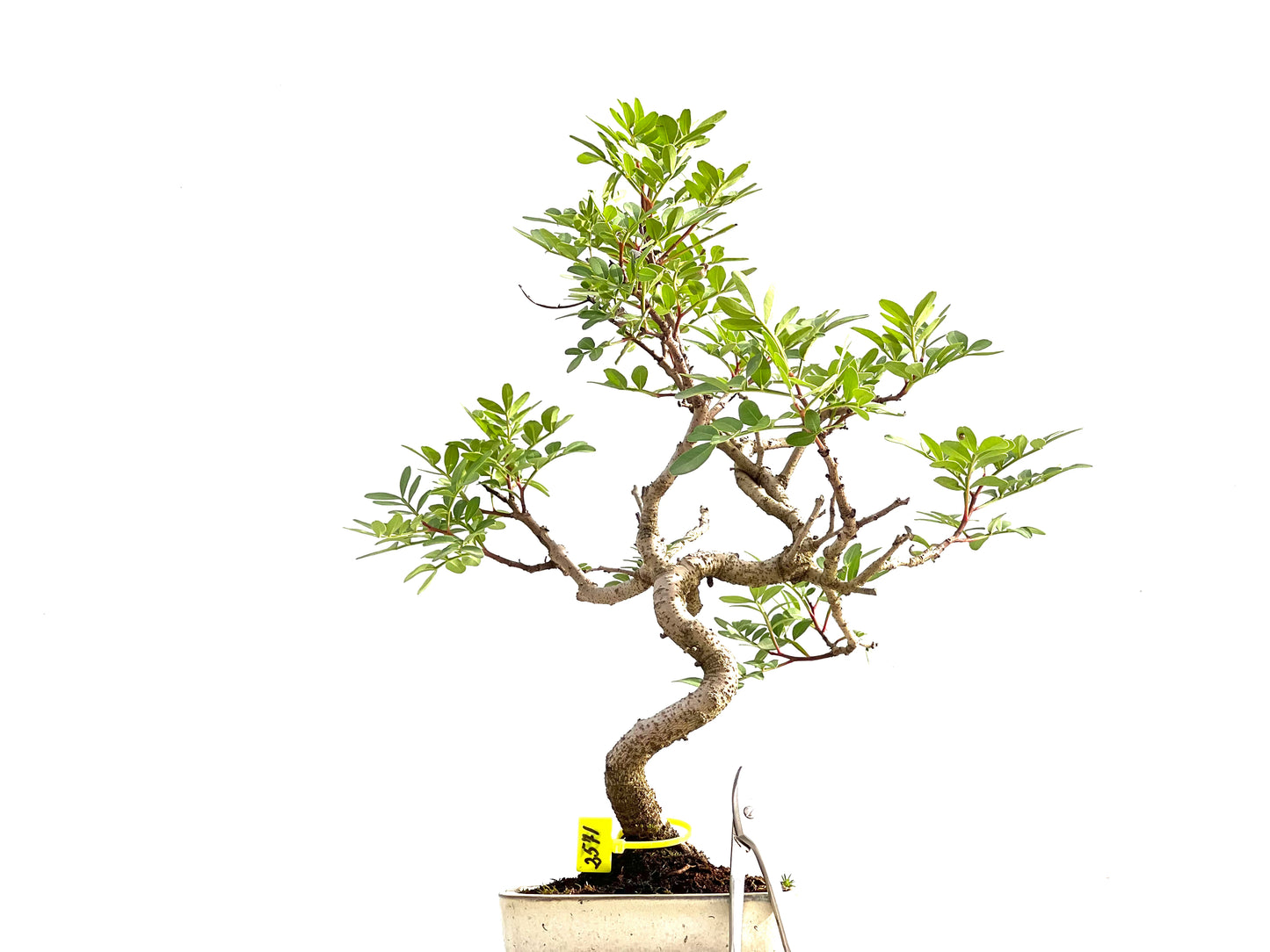 Pistacia Lentiscus 2571