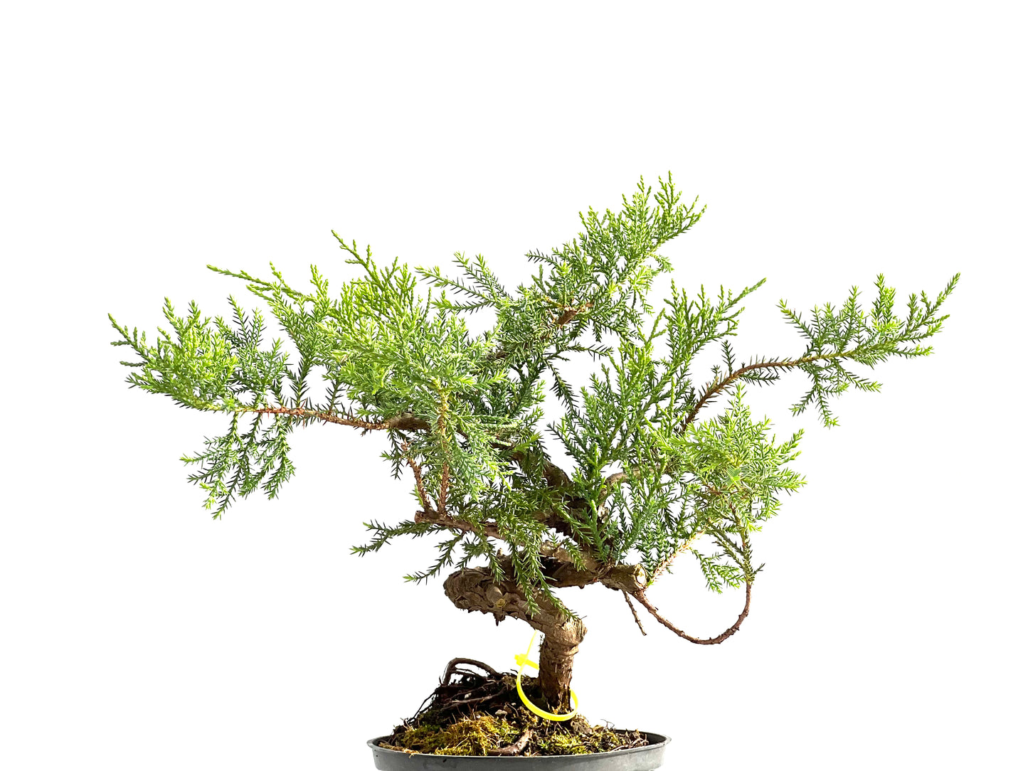 Juniperus 2572