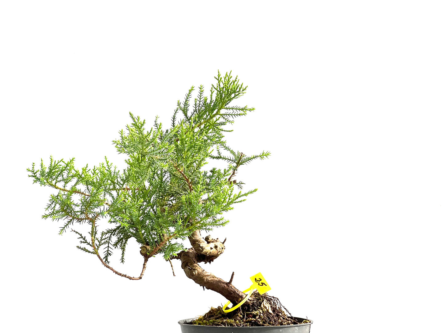 Juniperus 2572