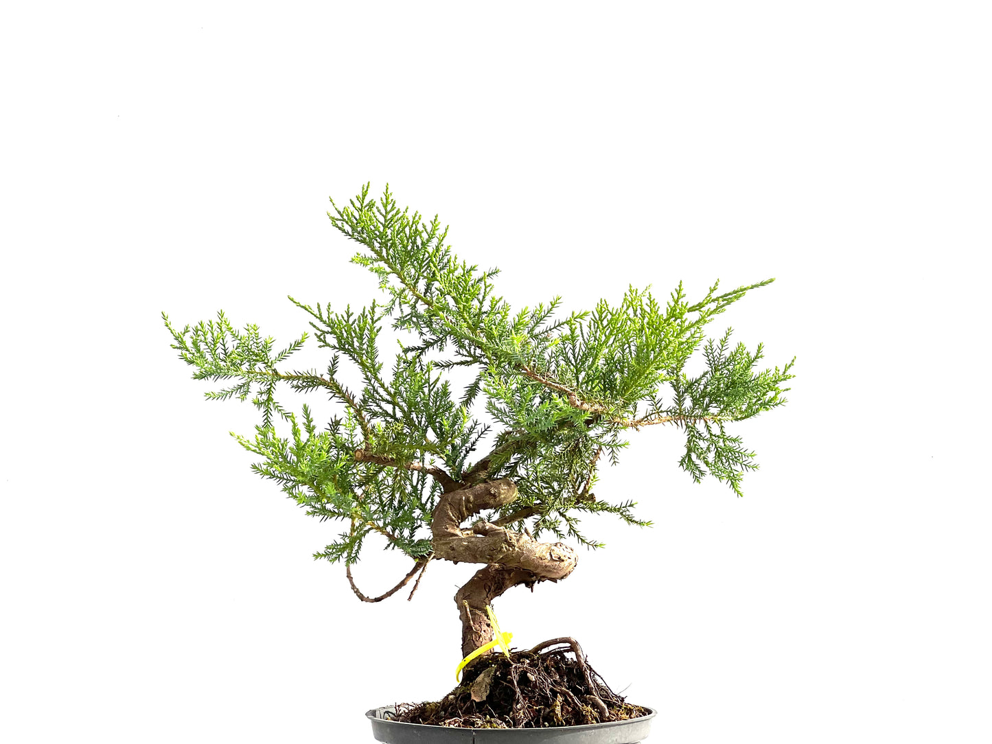 Juniperus 2572