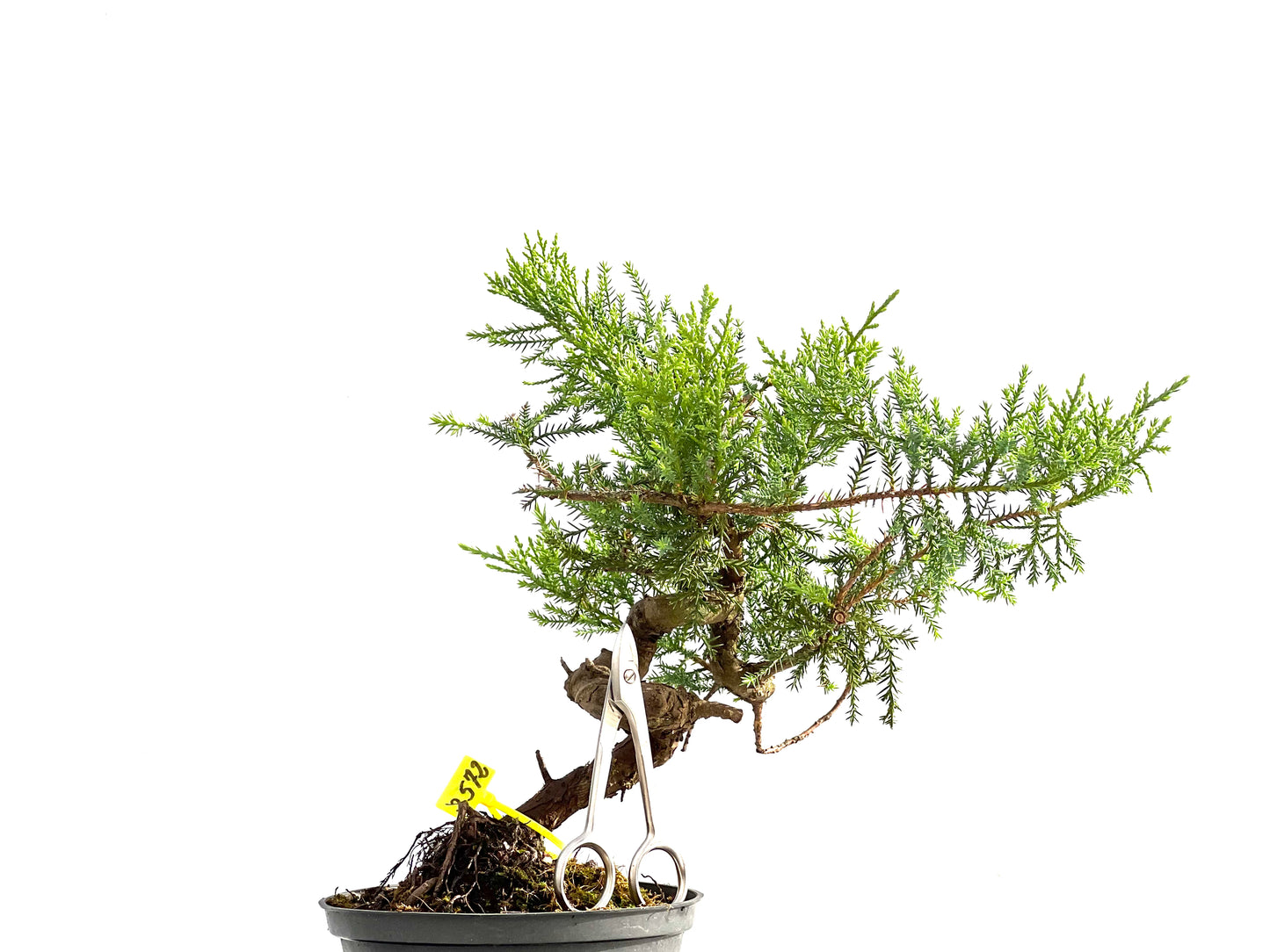 Juniperus 2572