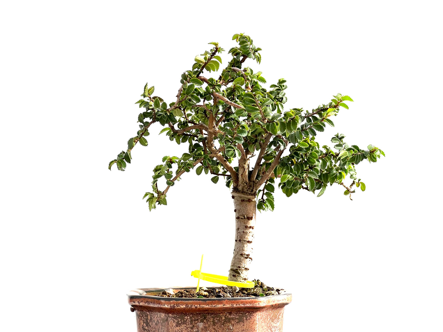 Ulmus Parvifolia 2575