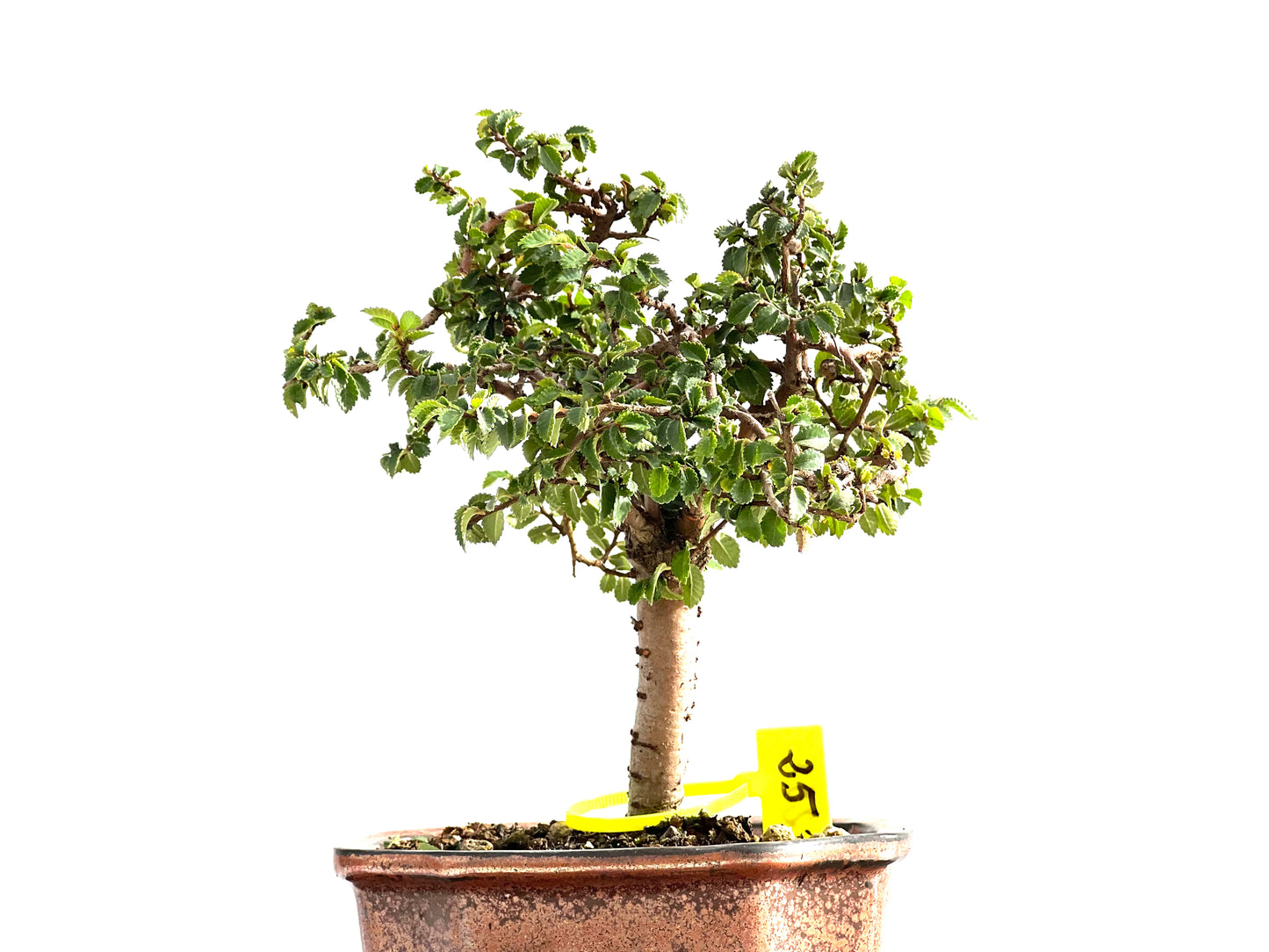 Ulmus Parvifolia 2575