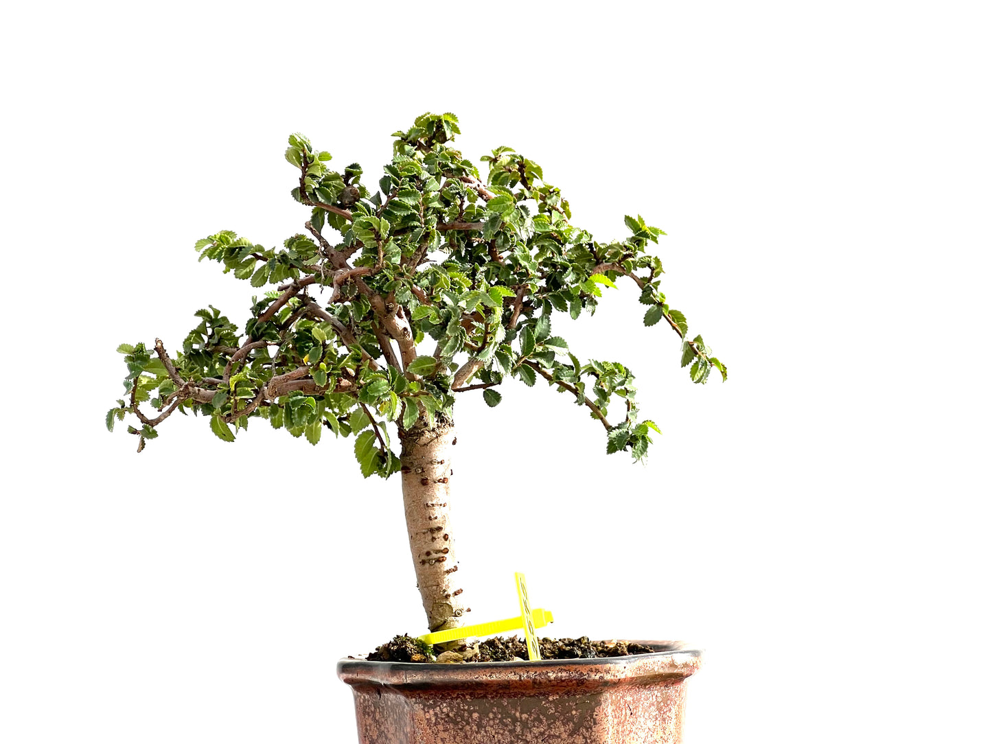Ulmus Parvifolia 2575