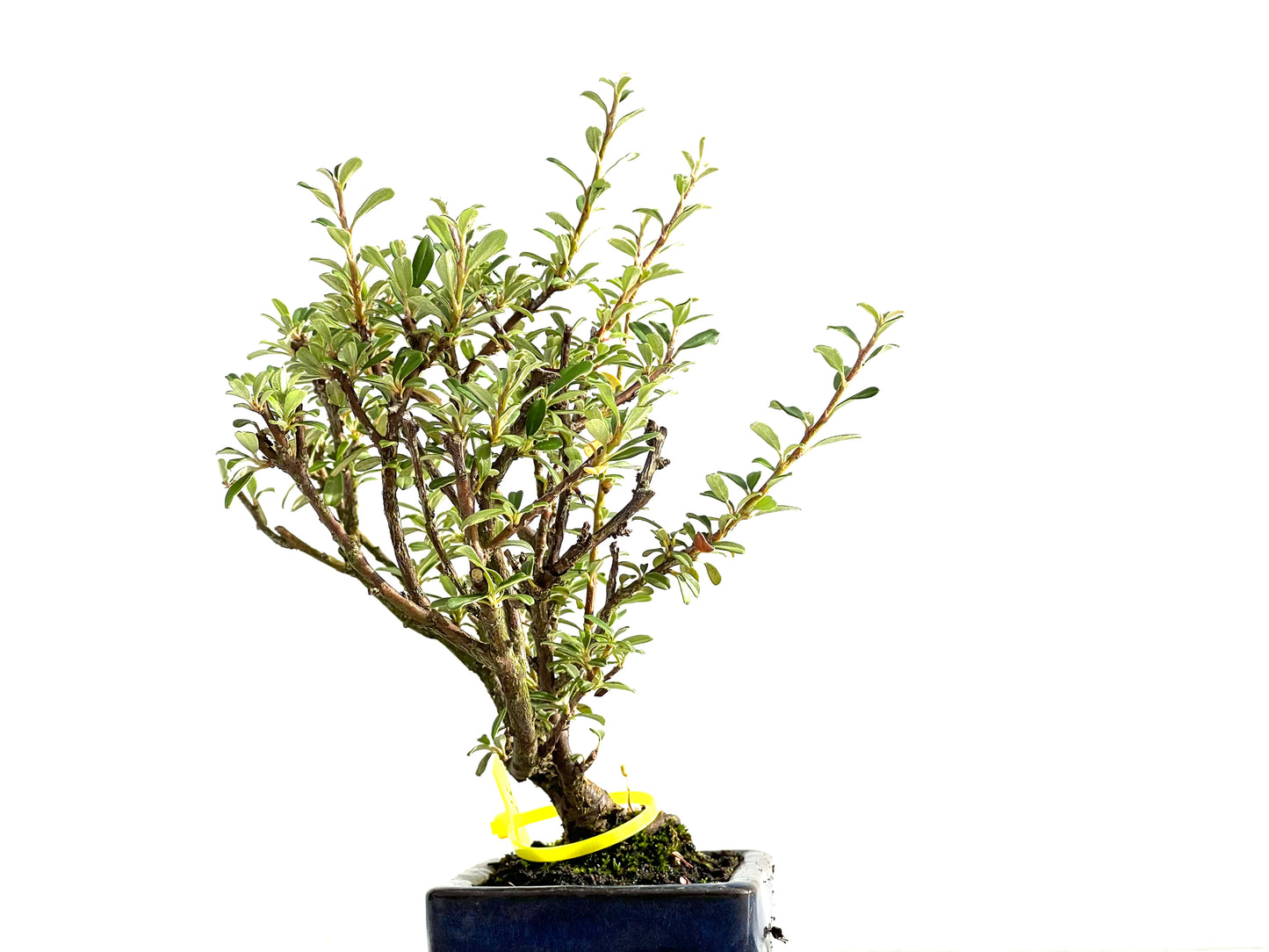 Cotoneaster Microphylla 2573