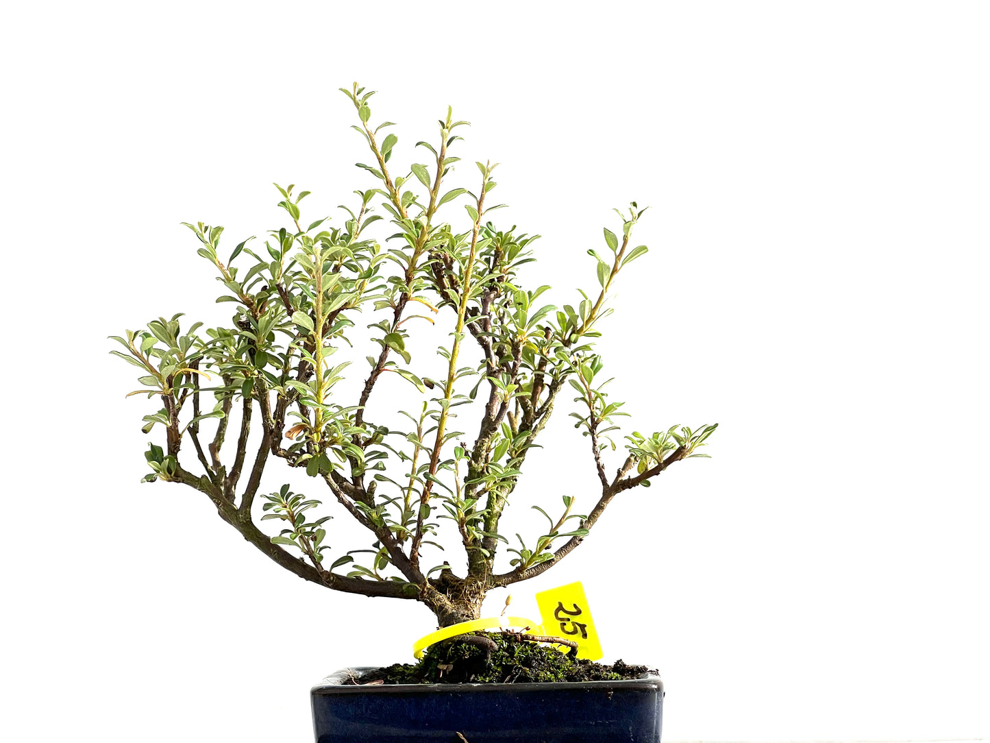 Cotoneaster Microphylla 2573
