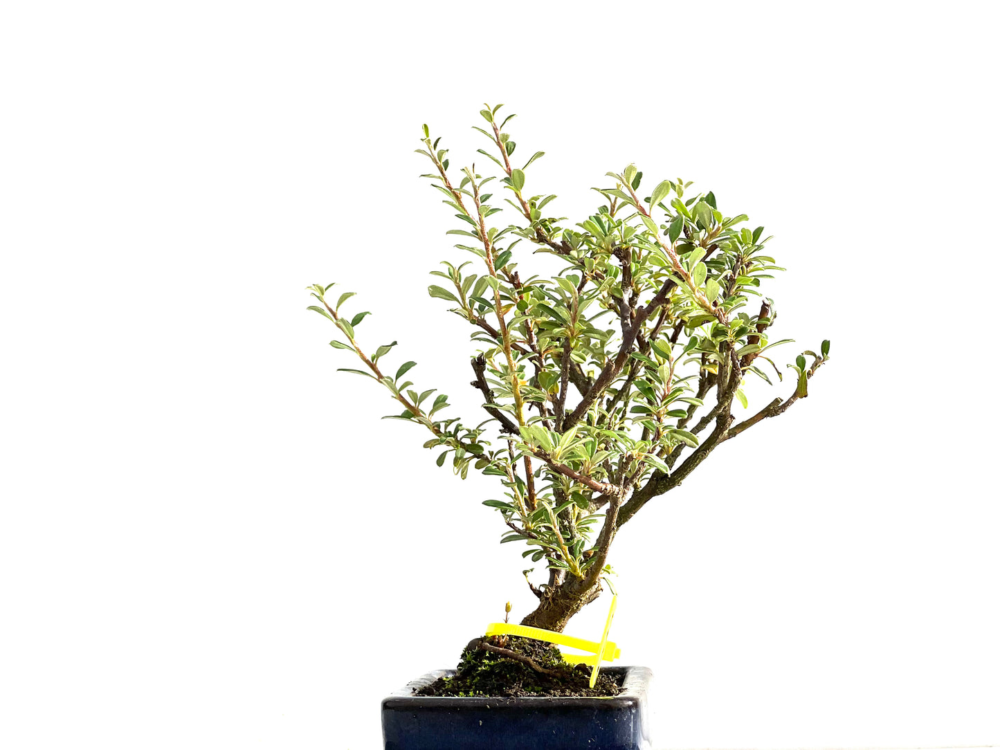 Cotoneaster Microphylla 2573