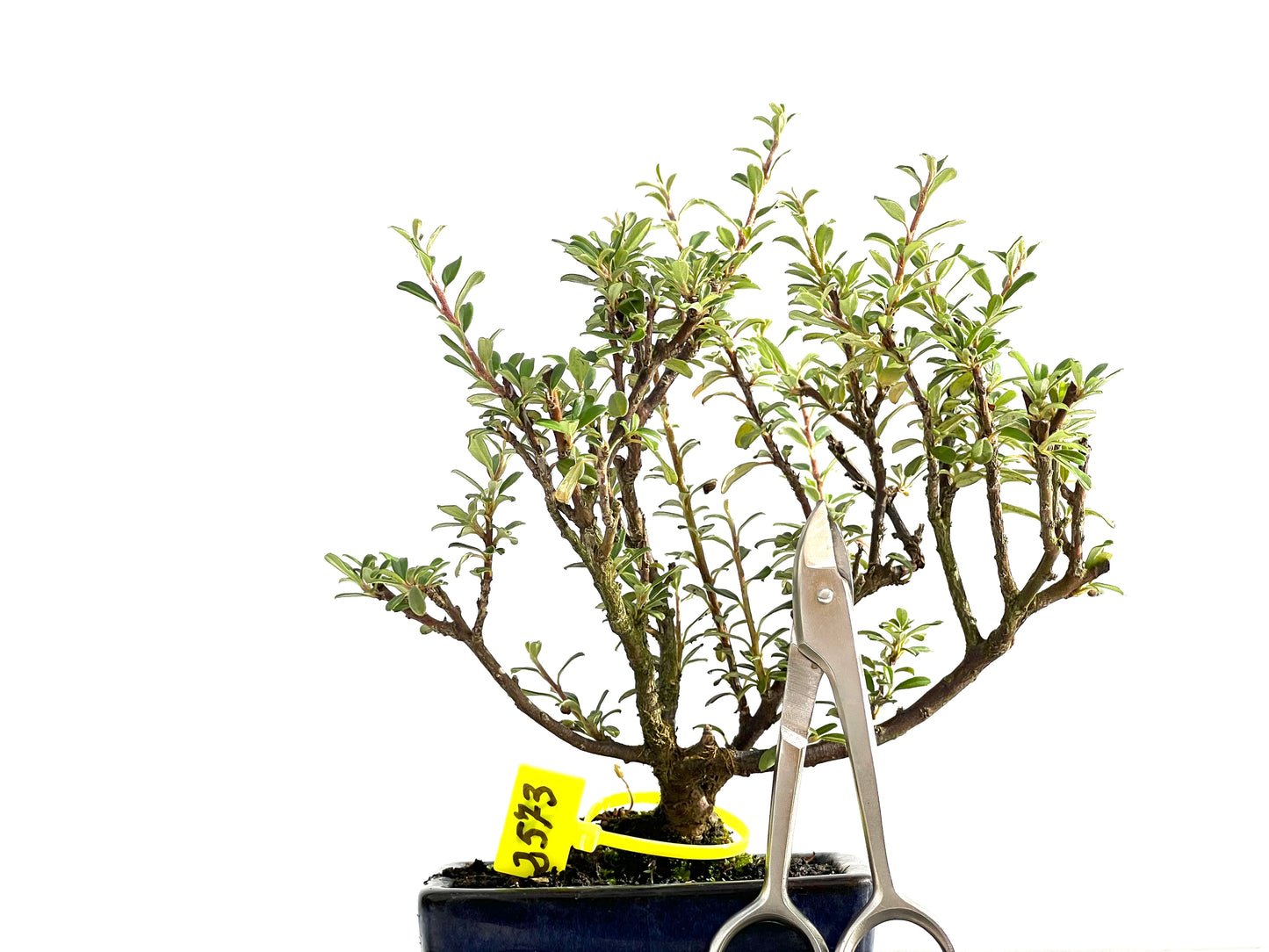 Cotoneaster Microphylla 2573